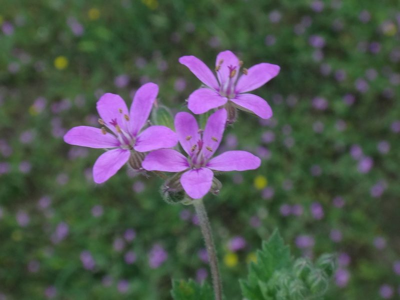 Erodium malacoides, photographed by Christian Berg