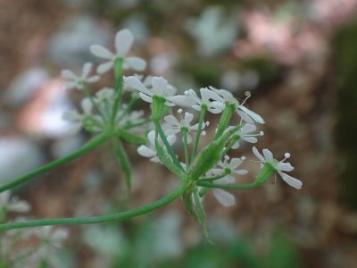 Anthriscus fumarioides, photographed by Christian Berg