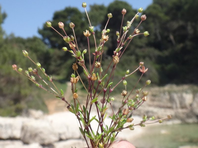 Sagina maritima, photographed by Christian Berg