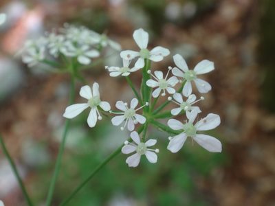 Anthriscus fumarioides, photographed by Christian Berg