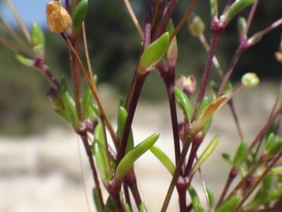 Sagina maritima, photographed by Christian Berg
