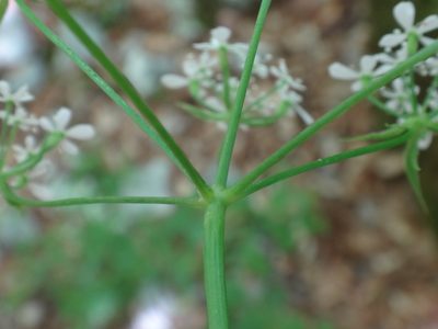 Anthriscus fumarioides, photographed by Christian Berg