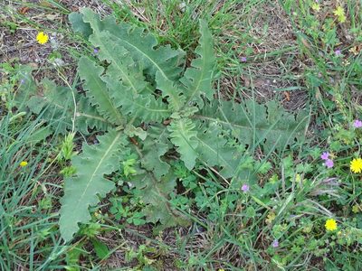 Verbascum sinuatum, photographed by Christian Berg