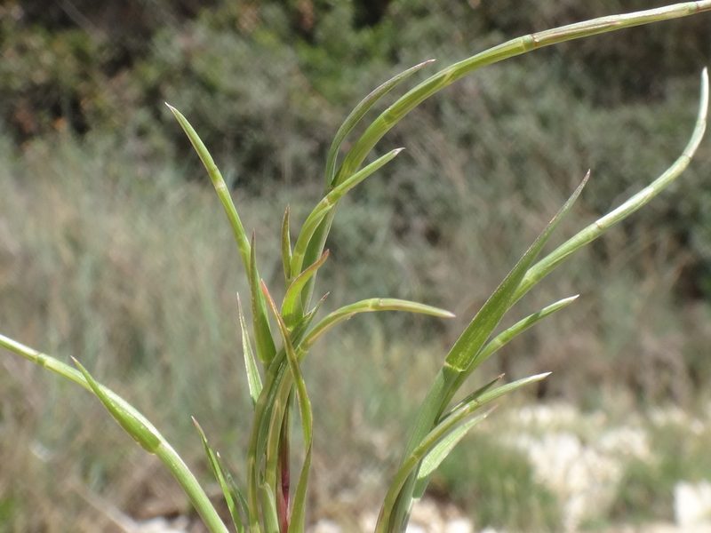 Parapholis incurva, photographed by Christian Berg