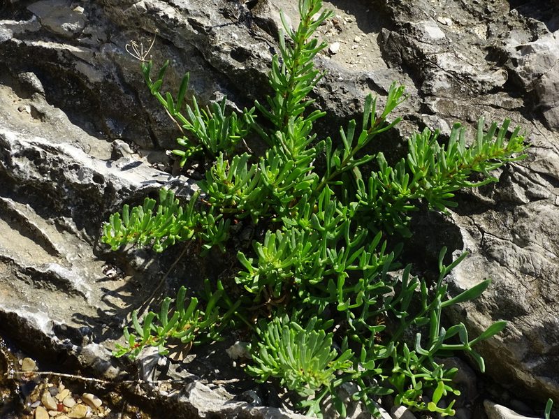 Limbarda crithmoides, photographed by Christian Berg