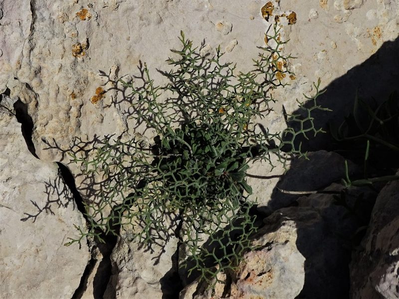 Limonium cancellatum, photographed by Christian Berg