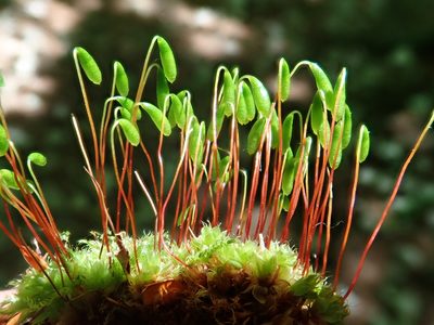 Rosulabryum capillare, photographed by Christian Berg
