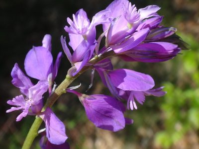 Polygala nicaeensis, photographed by Christian Berg