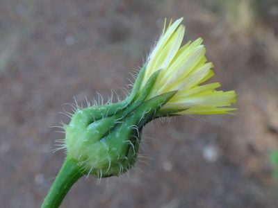 Urospermum picroides, photographed by Christian Berg