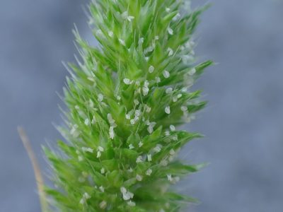 Rostraria cristata, photographed by Christian Berg