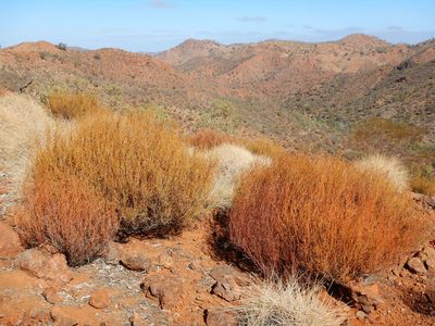 Acacia continua, photographed by Steve Doyle