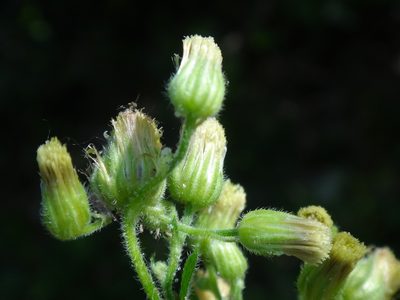Erigeron sumatrensis, photographed by Christian Berg