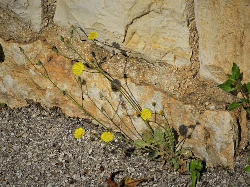 Crepis sancta, photographed by Christian Berg