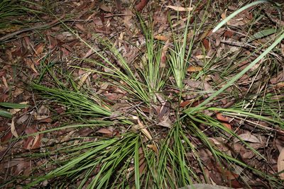 Lomandra laxa, photographed by Greg Tasney