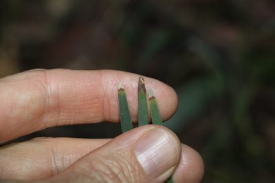 Lomandra multiflora, photographed by Greg Tasney