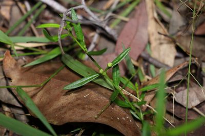 Cyanothamnus polygalifolius, photographed by Greg Tasney