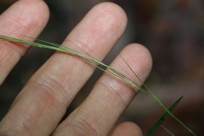 Microlaena stipoides, photographed by Greg Tasney