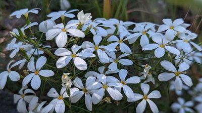 Leptosiphon floribundus, photographed by Cypress Hansen