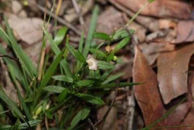 Cyanothamnus polygalifolius, photographed by Greg Tasney