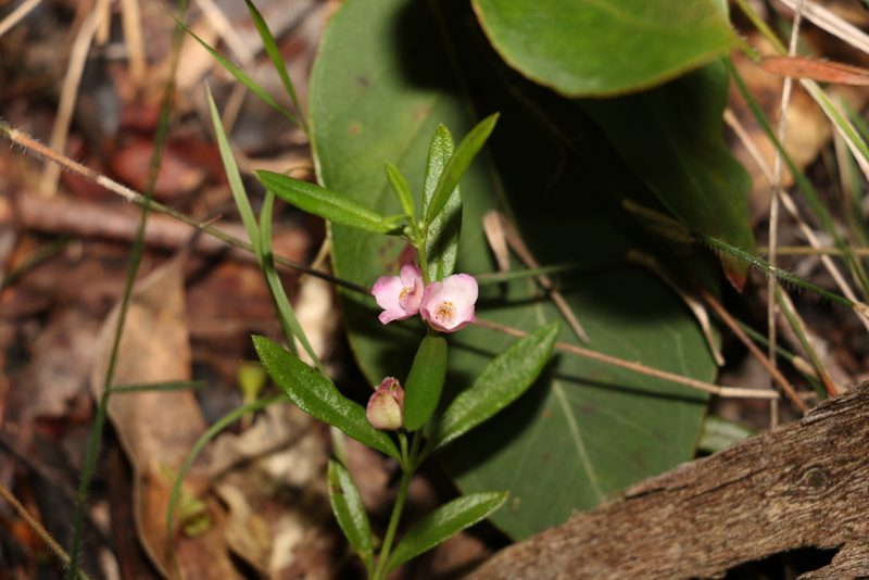Cyanothamnus polygalifolius, photographed by Greg Tasney