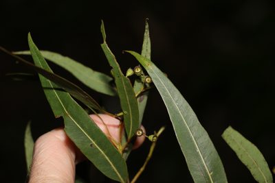 Corymbia trachyphloia, photographed by Greg Tasney