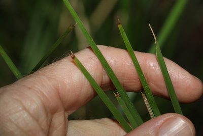 Lomandra confertifolia, photographed by Greg Tasney