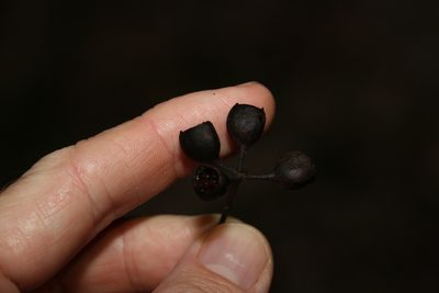 Angophora leiocarpa, photographed by Greg Tasney