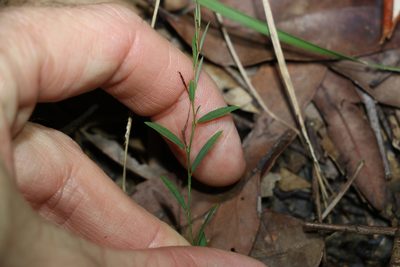 Phyllanthus virgatus, photographed by Greg Tasney
