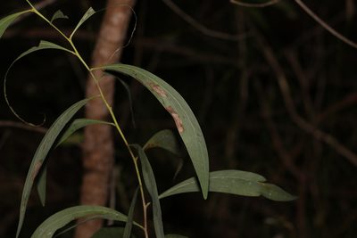 Acacia falcata, photographed by Greg Tasney
