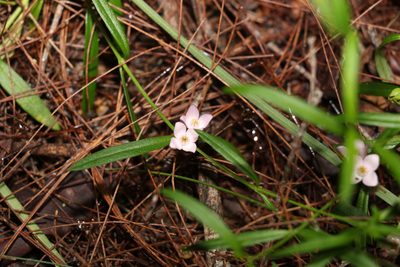 Cyanothamnus polygalifolius, photographed by Greg Tasney