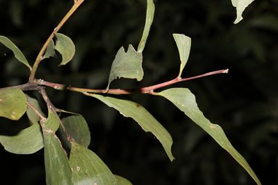 Acacia leiocalyx, photographed by Greg Tasney