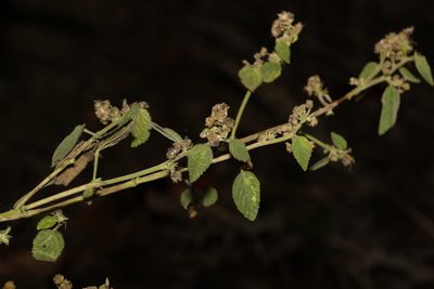 Sida cordifolia, photographed by Greg Tasney