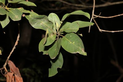 Lophostemon suaveolens, photographed by Greg Tasney