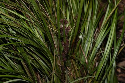 Gahnia aspera, photographed by Greg Tasney