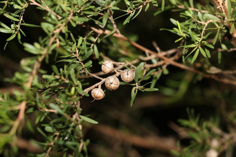 Leptospermum polygalifolium, photographed by Greg Tasney