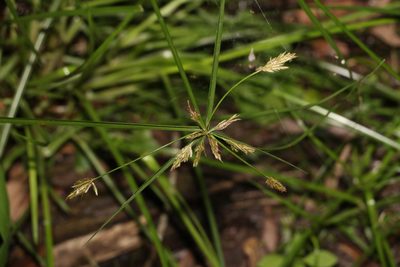 Cyperus polystachyos, photographed by Greg Tasney