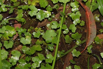 Hydrocotyle acutiloba, photographed by Greg Tasney