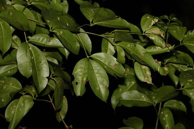 Melicope elleryana, photographed by Greg Tasney
