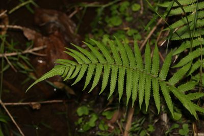 Christella dentata, photographed by Greg Tasney
