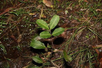 Cupaniopsis anacardioides, photographed by Greg Tasney