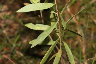 Melaleuca quinquenervia, photographed by Greg Tasney