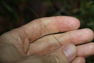 Ottochloa gracillima, photographed by Greg Tasney