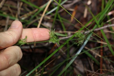 Entolasia stricta, photographed by Greg Tasney