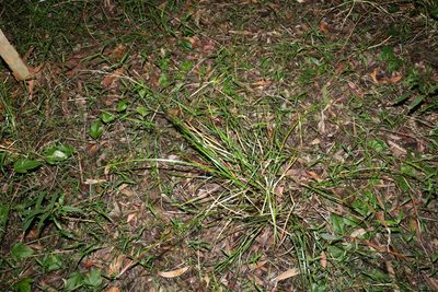 Lepidosperma laterale, photographed by Greg Tasney