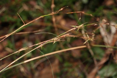 Cymbopogon refractus, photographed by Greg Tasney