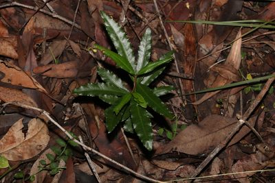 Ochna serrulata, photographed by Greg Tasney