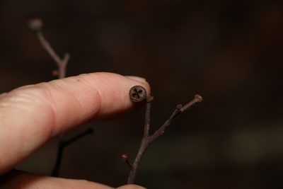Eucalyptus acmenoides, photographed by Greg Tasney