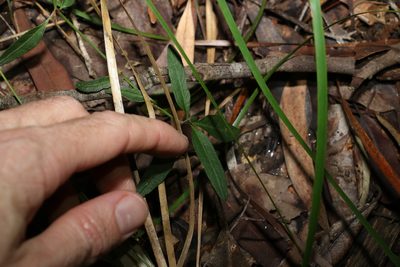 Brunoniella australis, photographed by Greg Tasney