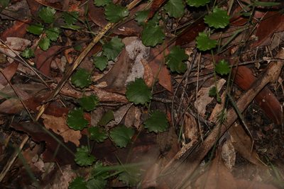 Goodenia rotundifolia, photographed by Greg Tasney
