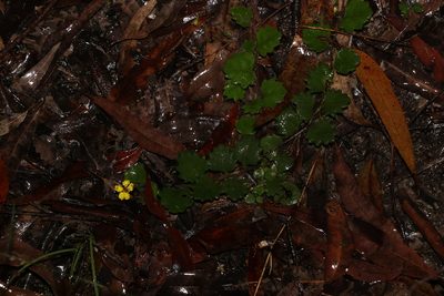 Goodenia rotundifolia, photographed by Greg Tasney